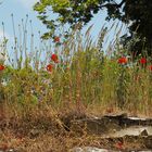 @Mohn auf der Mauer