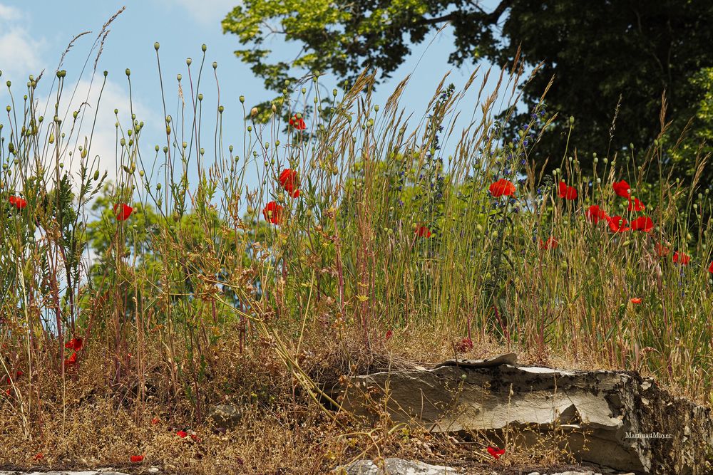 @Mohn auf der Mauer