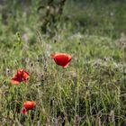 Mohn auf der Pferdekoppel