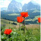 Mohn auf der Seiser Alm (Dolomiten)