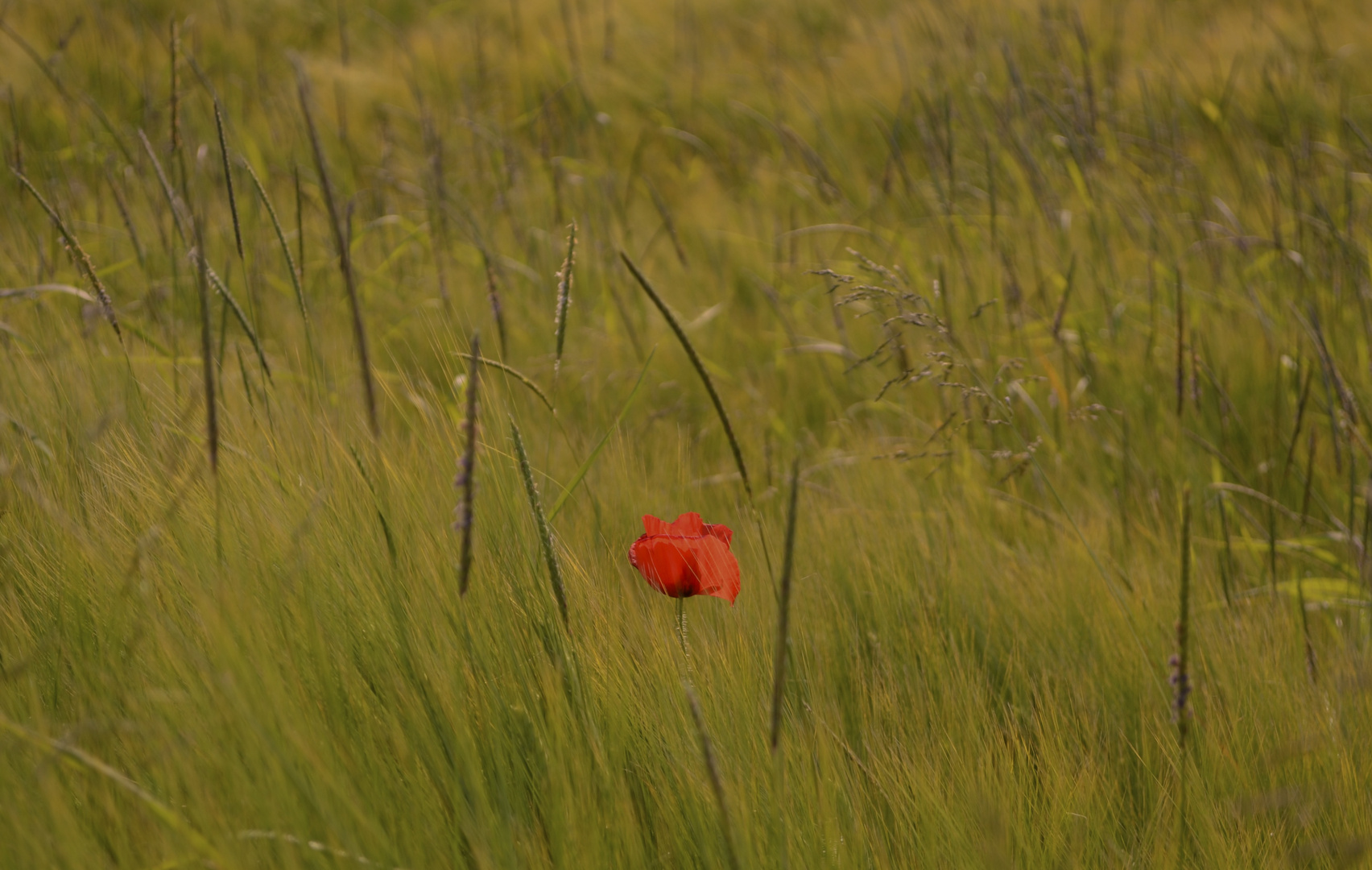 Mohn auf der Sommerwiese.