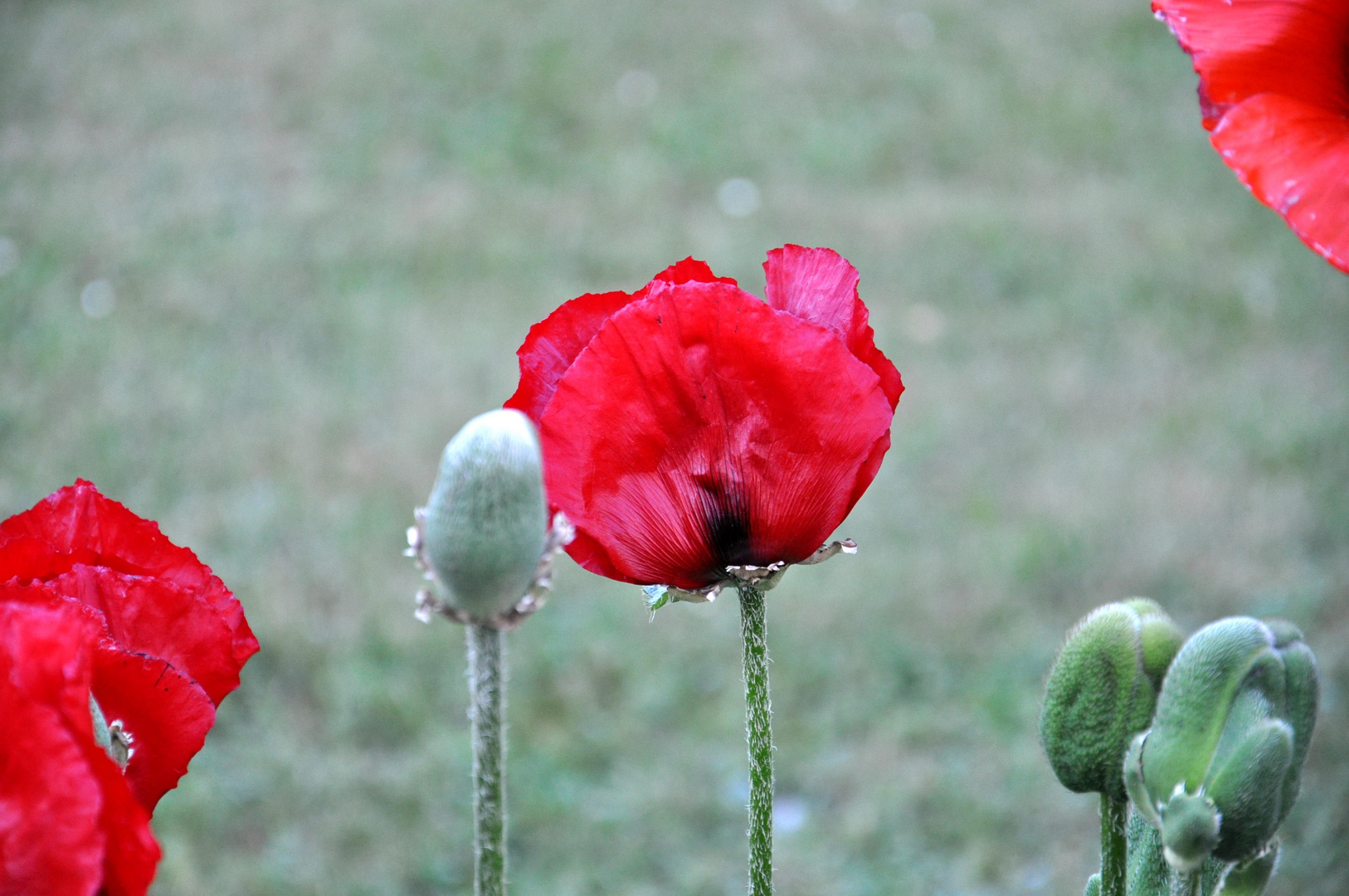 Mohn auf der Stadtmauer