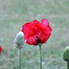 Mohn auf der Stadtmauer