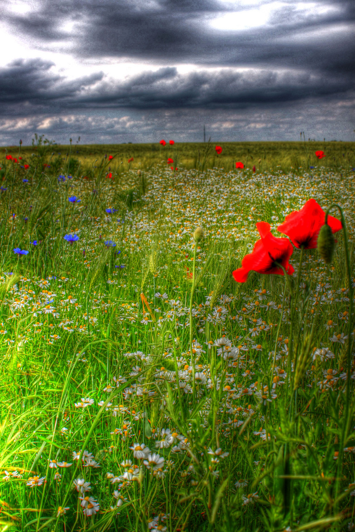 Mohn auf der Wiese