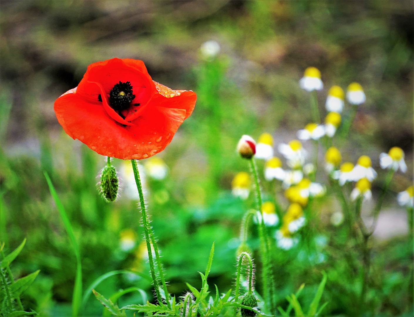 Mohn auf der Wiese im Oktober