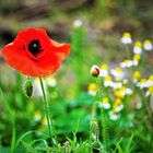 Mohn auf der Wiese im Oktober