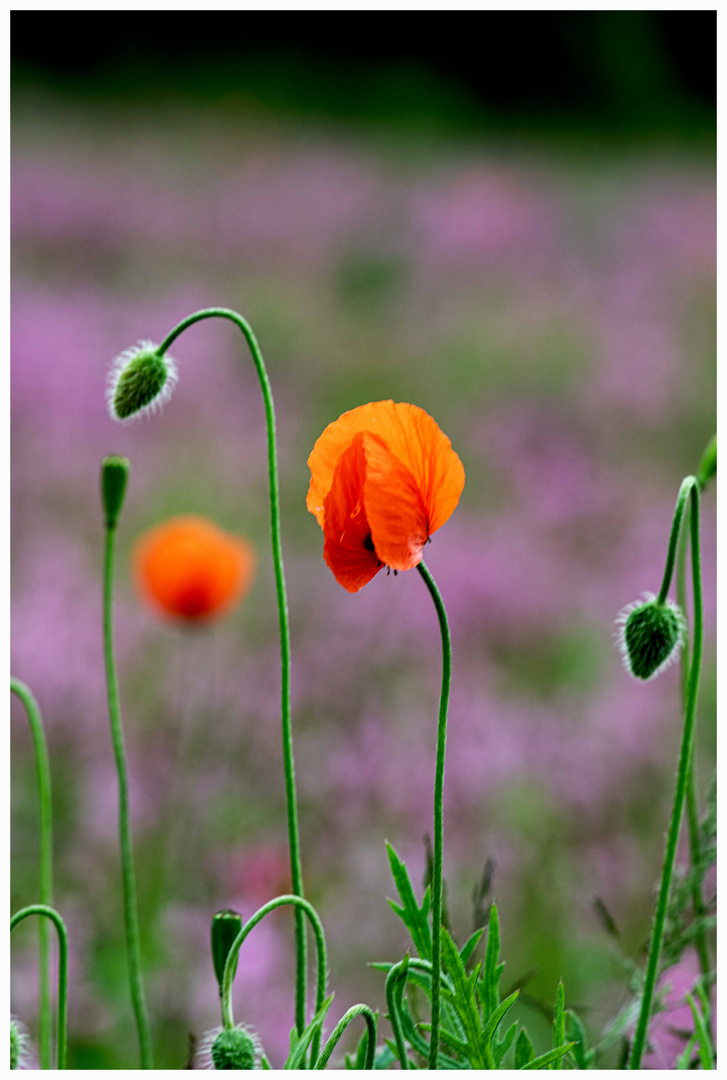 Mohn auf fliederfarbenen Teppich