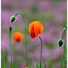 Mohn auf fliederfarbenen Teppich