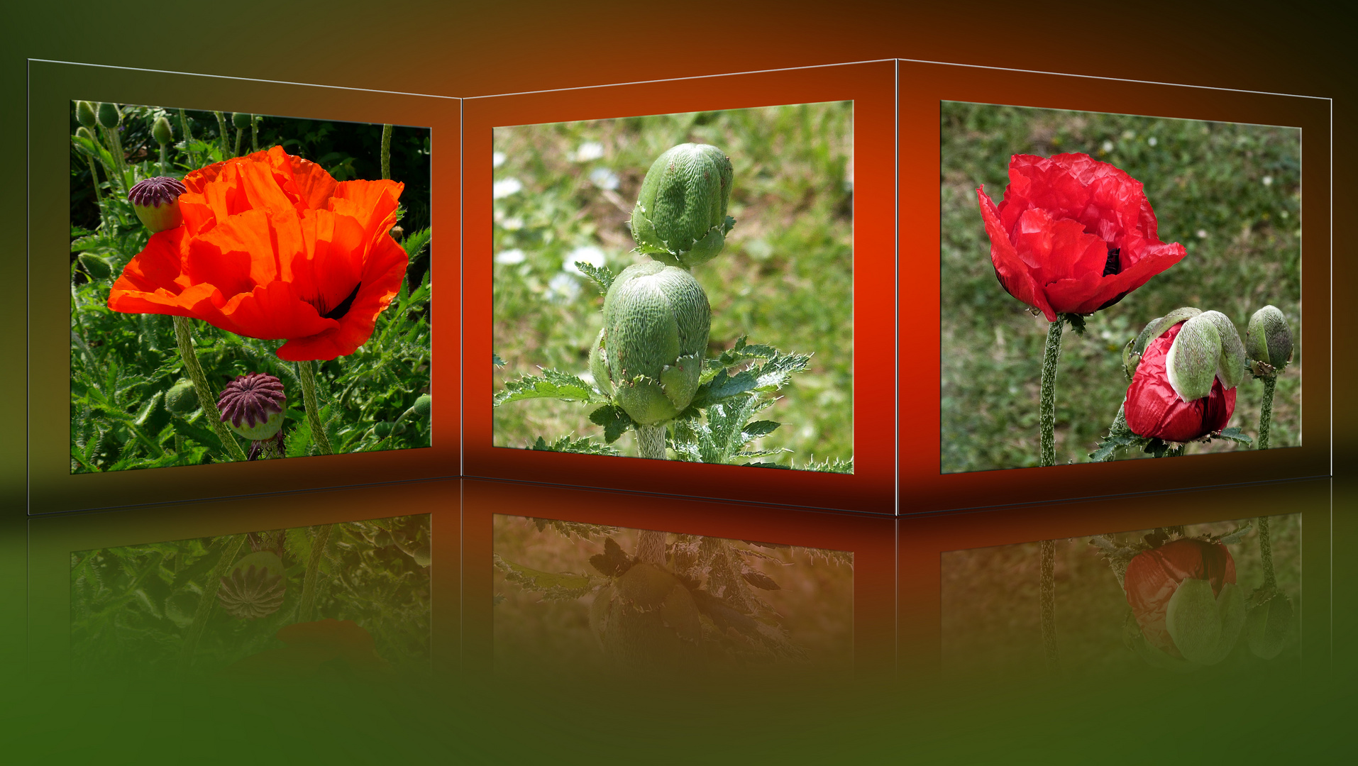 Mohn auf Glas