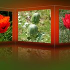 Mohn auf Glas