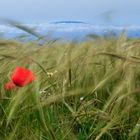 Mohn auf Gomera