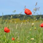 Mohn auf Hiddensee 2017