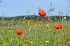 Mohn auf Hiddensee 2017