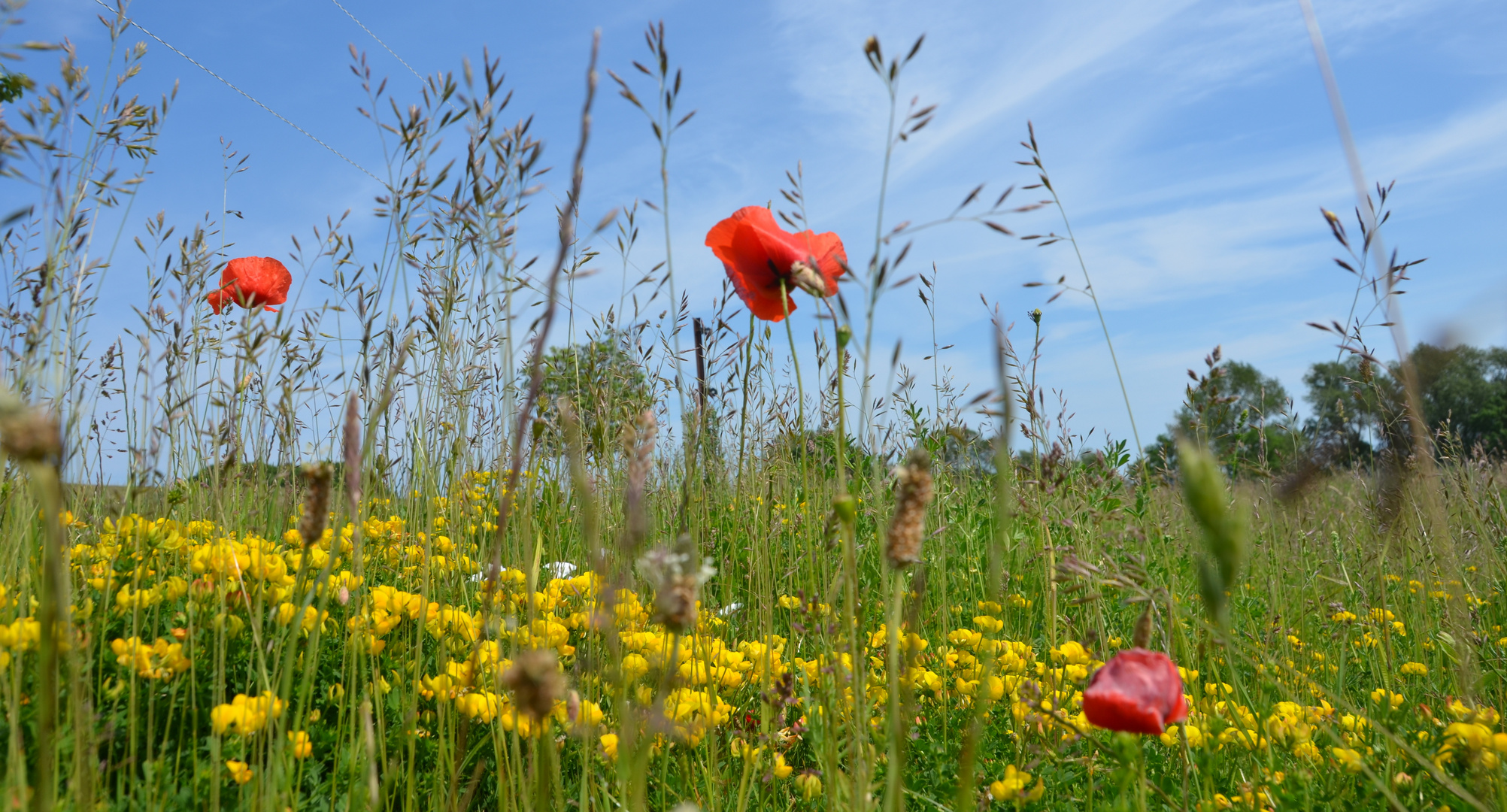 Mohn auf Hiddensee 2017