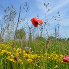 Mohn auf Hiddensee 2017