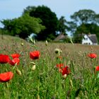 Mohn auf Hiddensee 2017