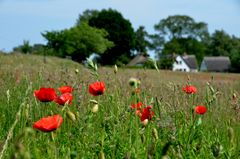 Mohn auf Hiddensee 2017