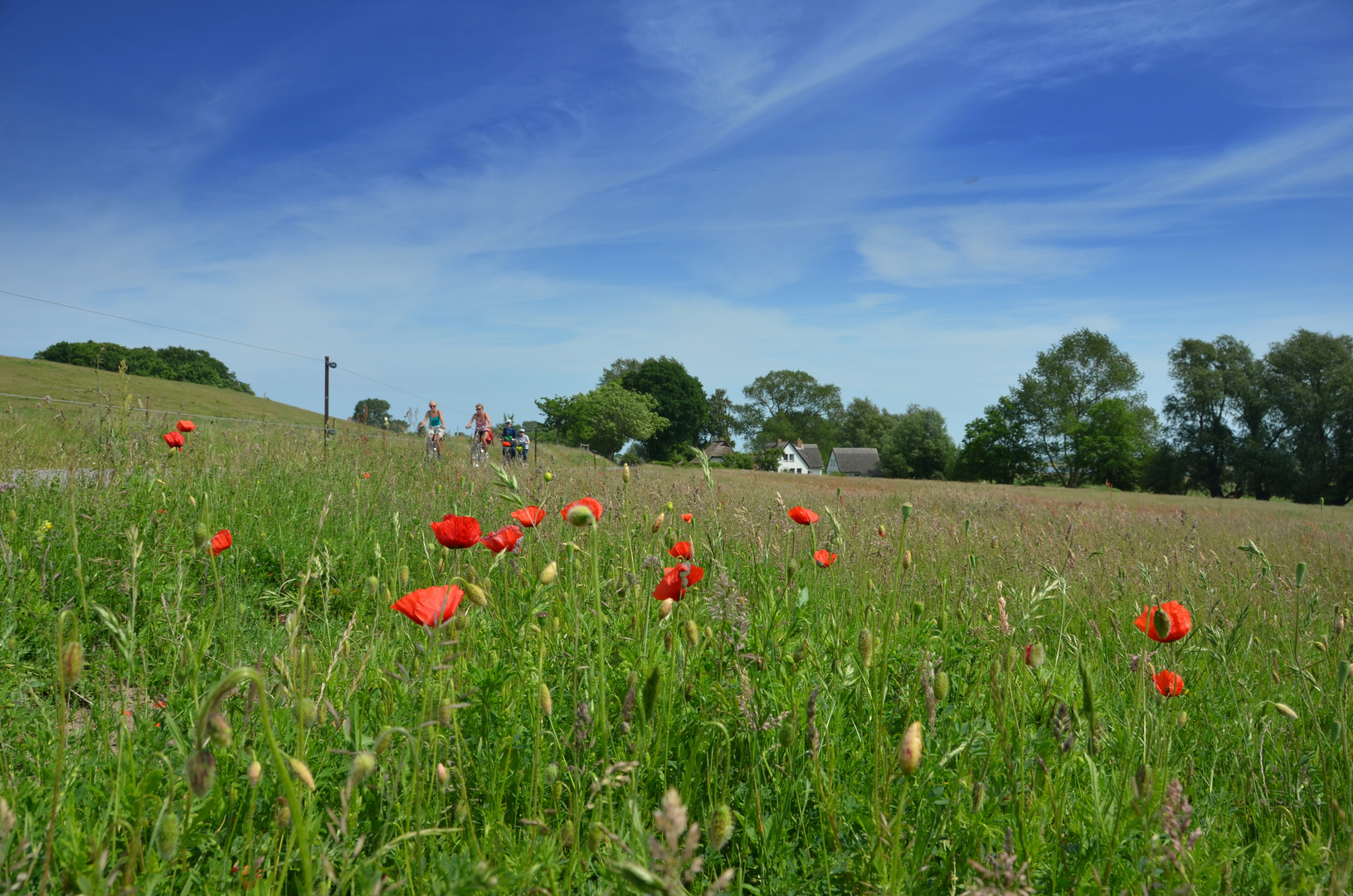 Mohn auf Hiddensee 2017