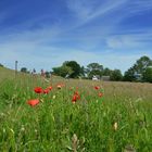 Mohn auf Hiddensee 2017