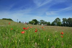 Mohn auf Hiddensee 2017