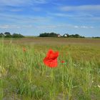 Mohn auf Hiddensee 2017