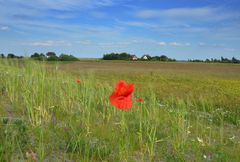 Mohn auf Hiddensee 2017