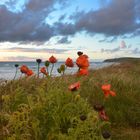 Mohn auf Hiddensee