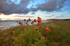 Mohn auf Hiddensee