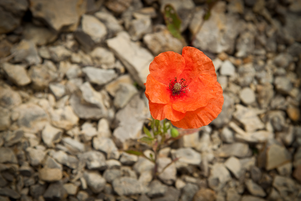 Mohn auf Kalk