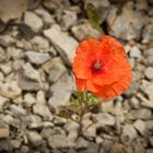 Mohn auf Kalk