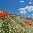 Mohn auf Kamille