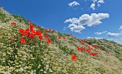 Mohn auf Kamille