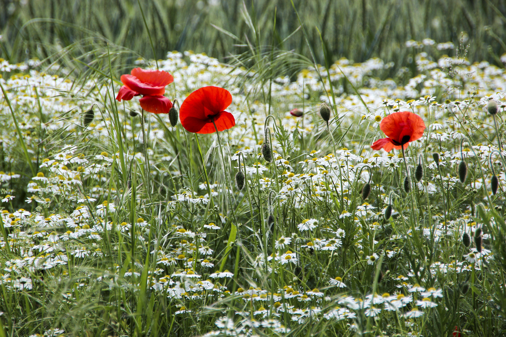 Mohn auf Kamille