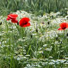 Mohn auf Kamille