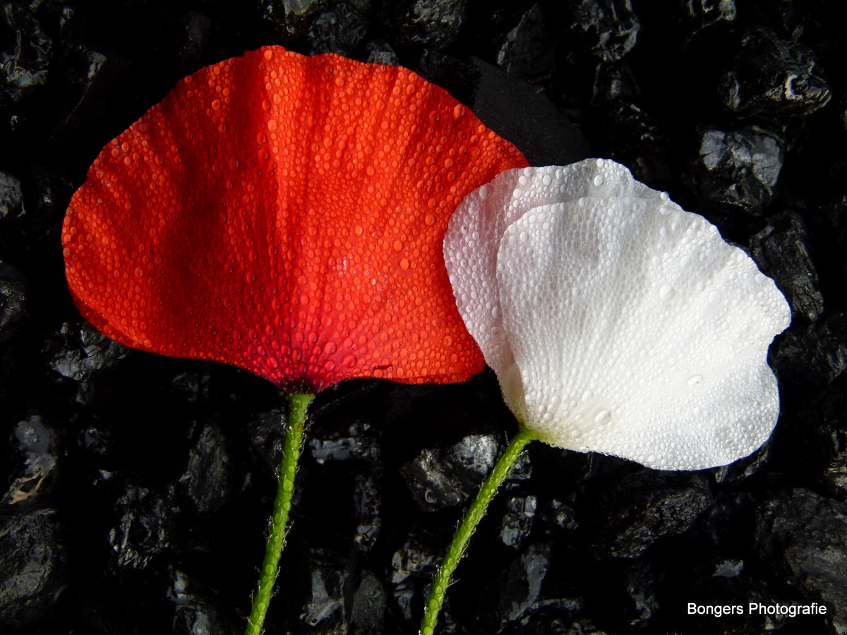 Mohn auf Kohle...