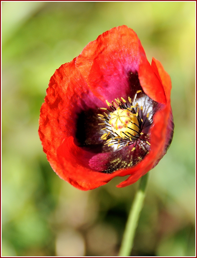 Mohn auf La Gomera