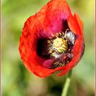 Mohn auf La Gomera