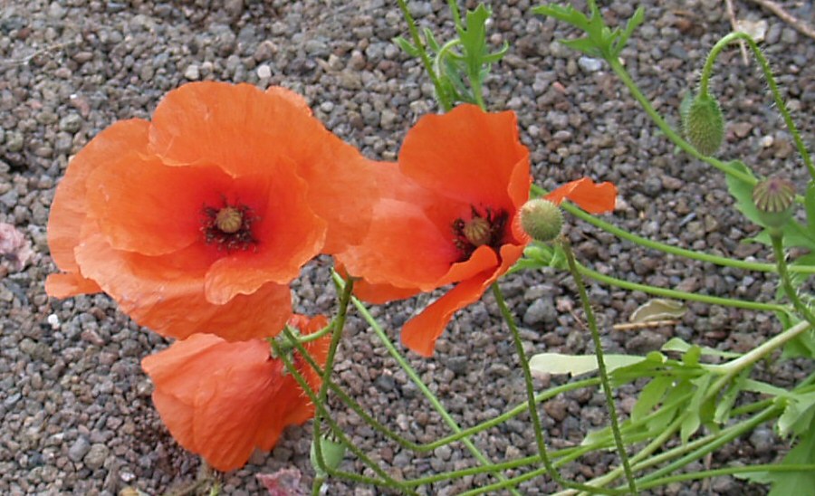 Mohn auf Lavagranulat