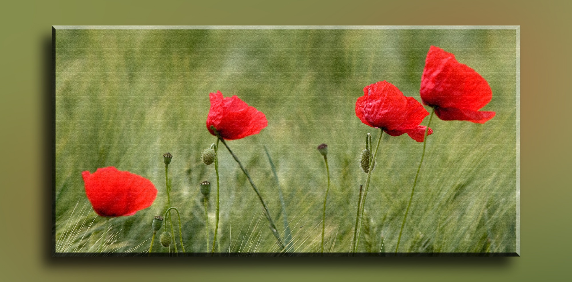 Mohn auf Leinwand