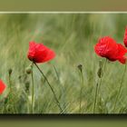 Mohn auf Leinwand