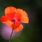 Mohn auf Malve;)