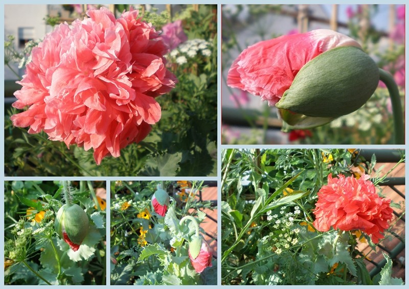 Mohn auf meinem Balkon