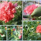 Mohn auf meinem Balkon