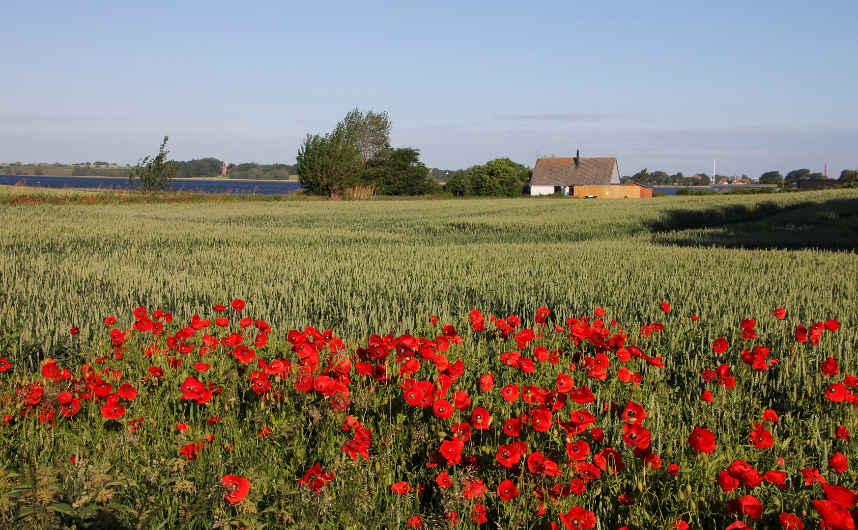 Mohn auf Mön