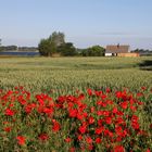 Mohn auf Mön