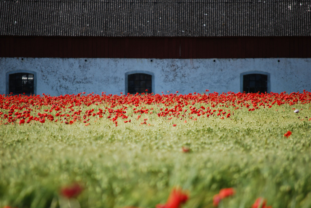 Mohn auf Öland