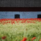 Mohn auf Öland