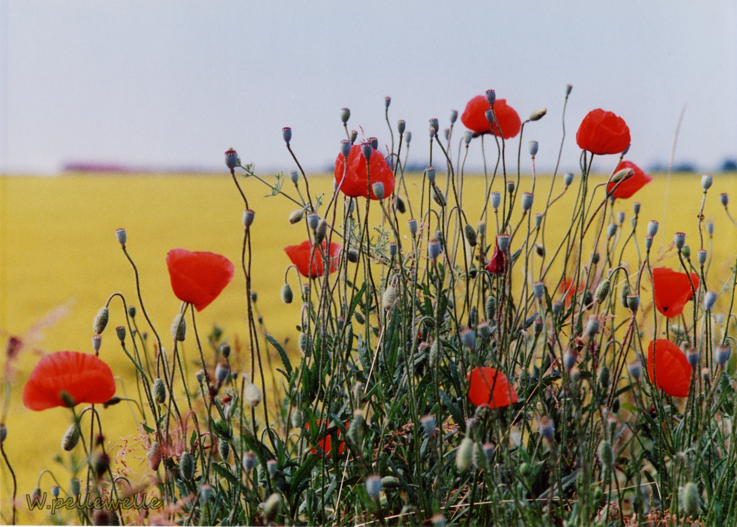 Mohn auf Raps