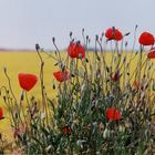 Mohn auf Raps