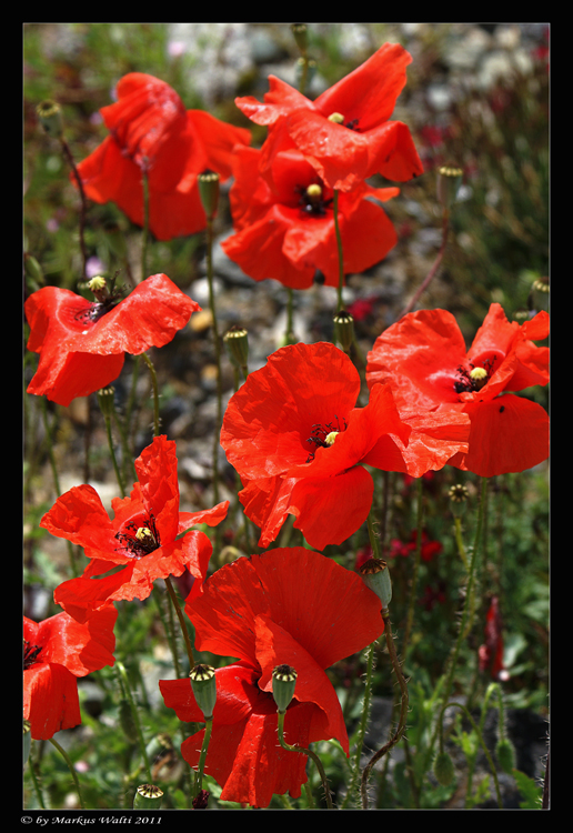 Mohn auf Rügen